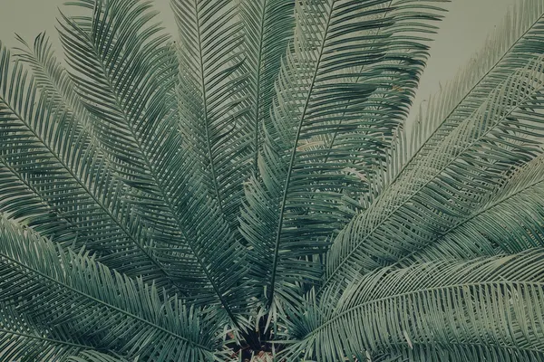 Bamboo Bar