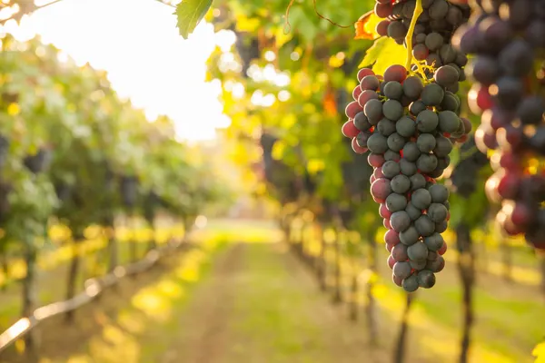 Buckley Vineyards