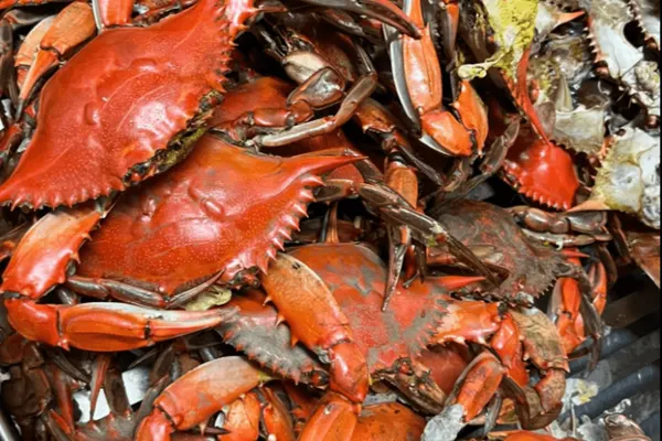 Cajun Crab Company in Shalimar, FL