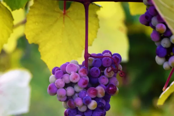 Chateau Meichtry Family Vineyard and Winery