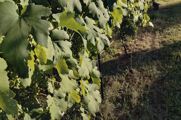 Flowery Branch Winery and Vineyard