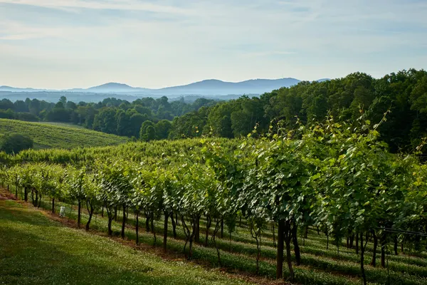 Frogtown Cellars