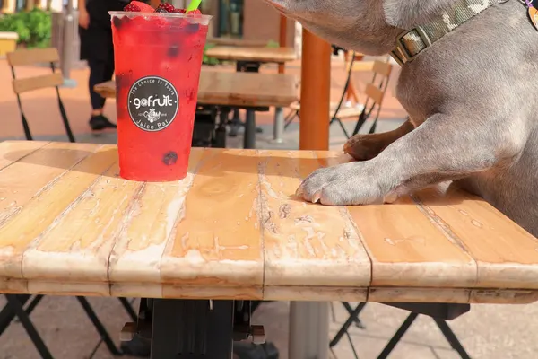 Gofruit Juice Bar