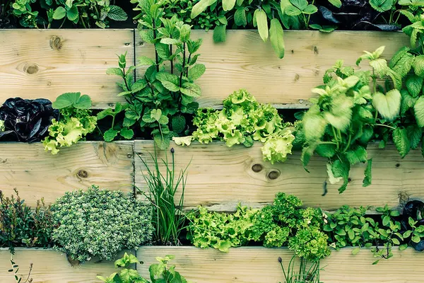 Herb And Oven