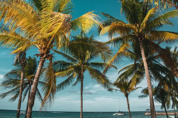 Jay's Caribbean Cuisine