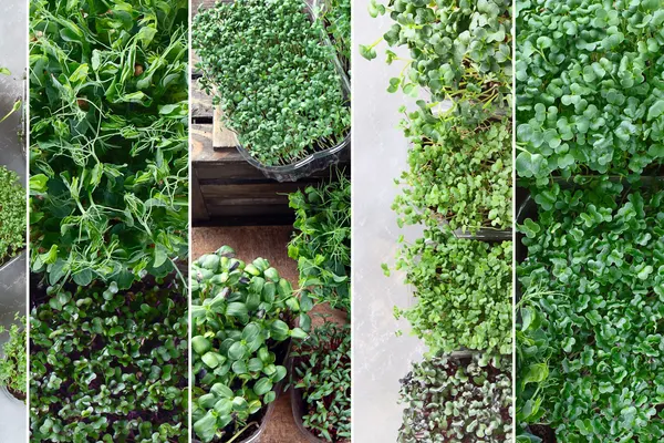 Loving My Greens