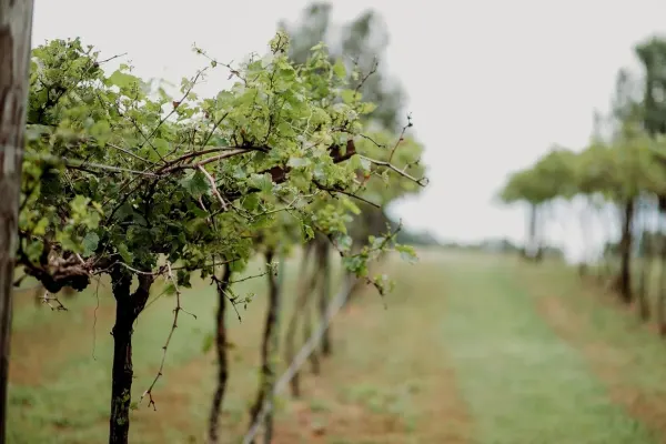 PaBella's Winery and Vineyard