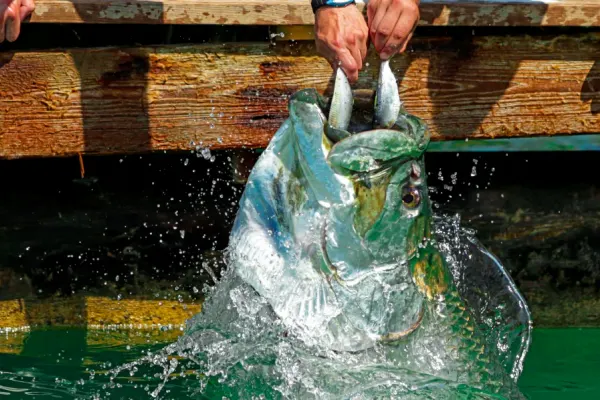 Robbie's of Islamorada