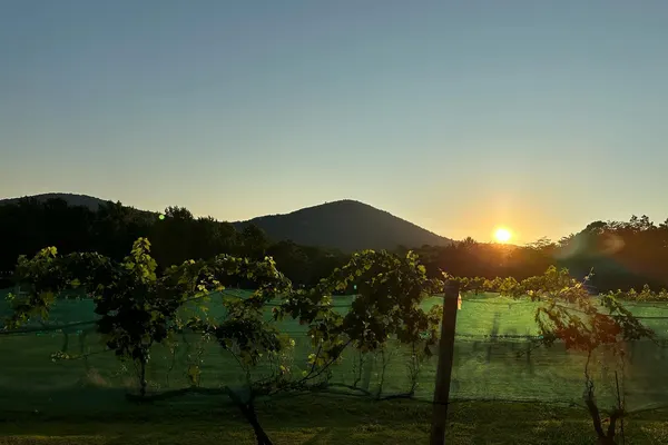 Sharp Mountain Vineyards