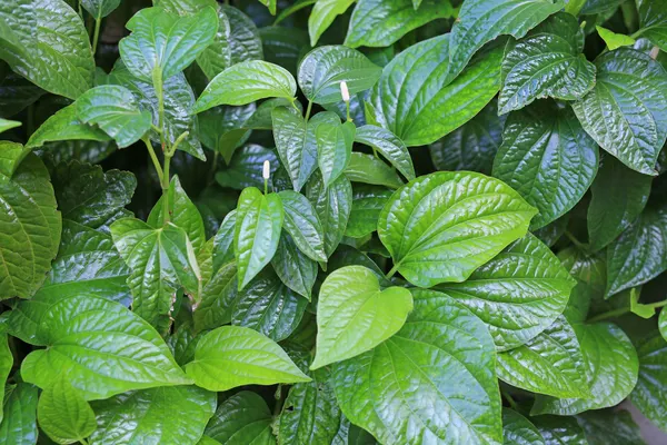 Southeast Botanicals in Largo, FL