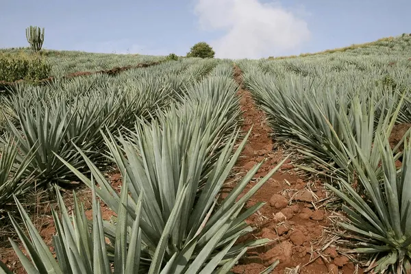 Tequila Daisy