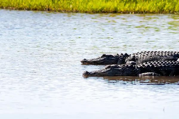The Gator Shack