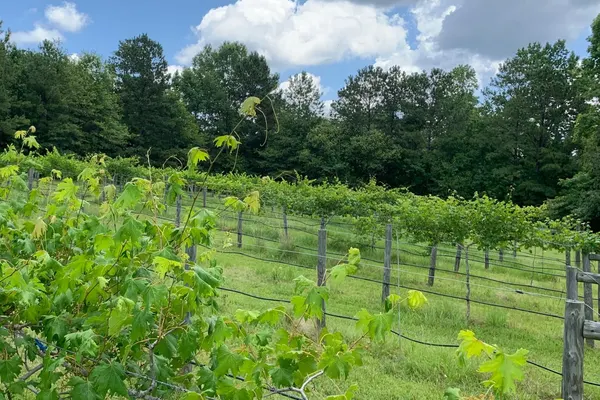 Warm Springs Winery at The Shed