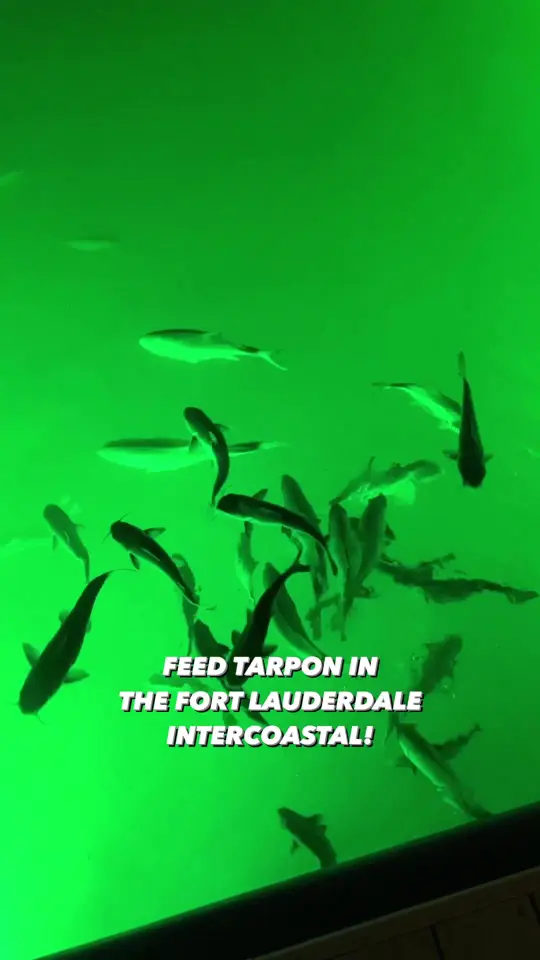 15th Street Fisheries in Fort Lauderdale showing live music, waterfront views, marina, feeding tarpon fish, video by fortlauderdaledowntown on TikTok