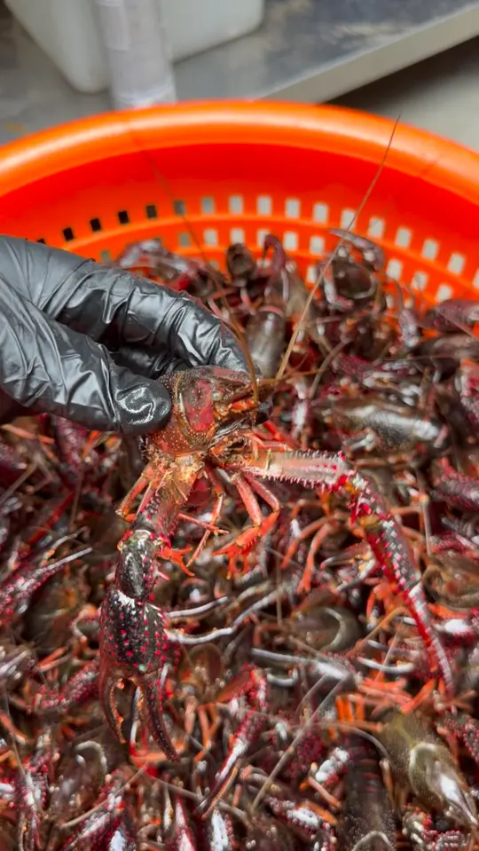 504 Seafood in Peachtree Corners showing live crawfish, corn and potatoes, video by 504 Seafood - GA on Facebook