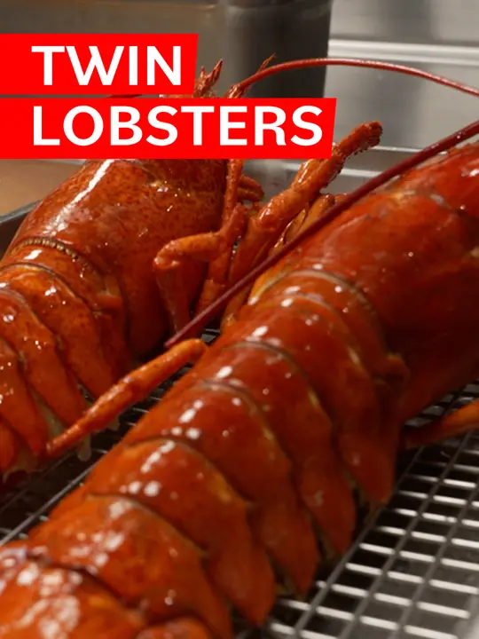 Allelo in St. Petersburg showing food, steamed lobster, chef prep, kitchen, video by eater on TikTok