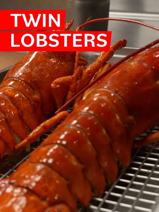 Allelo in St. Petersburg showing food, lobster, video by eater on TikTok
