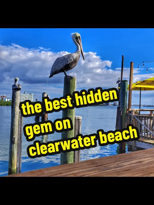 Bait House Tackle & Tavern in Clearwater showing fresh seafood, craft beer, atmosphere, video by reeldealoutpost on TikTok