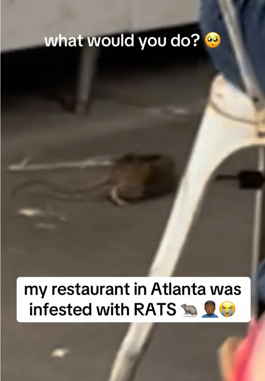 bartaco in Atlanta showing review, rat infestation, video by bonjourchristopher on TikTok