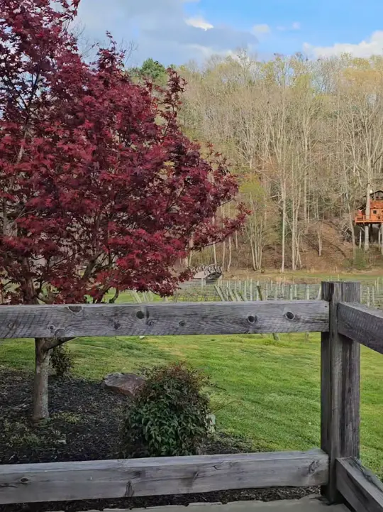 Bear Claw Vineyards & Winery, Inc. in Blue Ridge showing visit, atmosphere, accommodation, food truck, gourmet hotdogs, video by visitblueridgega on TikTok