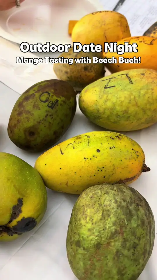 Beech in Orlando showing drink, kombucha, video by naturewithbri on TikTok