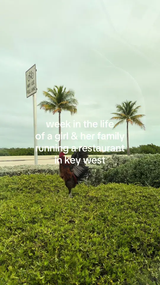  in Florida showing pizza, island vibes, video by bigjohnspizzeria on TikTok