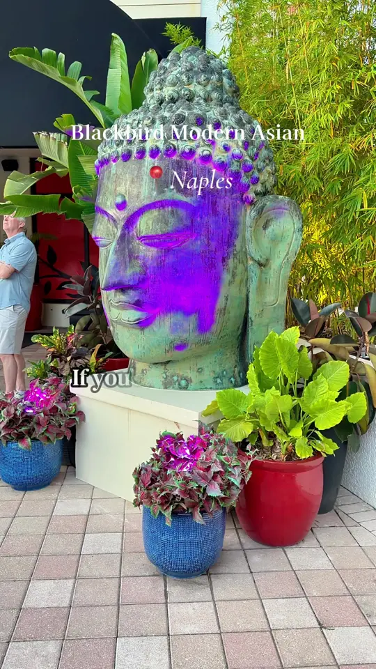 Blackbird Modern Asian in Naples showing dinner, reservation, bar seating, asian food, video by kelleylifestyletravel on TikTok