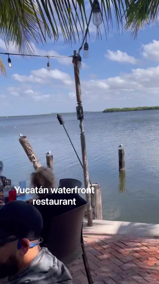 Blue Dog Bar & Grill in Matlacha showing atmosphere, artsy fishing village, seafood, stone crab, video by floridaoriginalfilms on TikTok