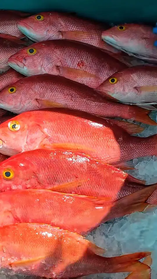 Blue Dog Bar & Grill in Matlacha showing fresh seafood, cooked fish, video by Alicia Mclaughlin on Facebook