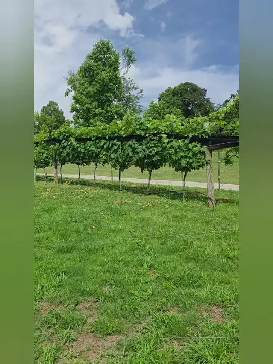 Cairn View Winery in Jasper showing visit, wine, vineyard, video by theetravelingfarmer on TikTok