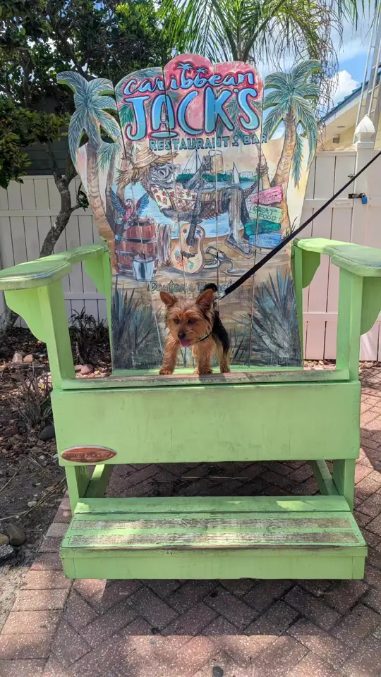 Caribbean Jack's in Daytona Beach showing visit, atmosphere, video by tiki.the.yorkie on TikTok