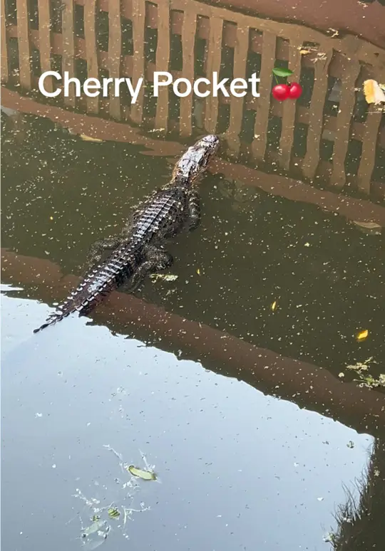 Cherry Pocket Steak n Seafood in Lake Wales showing review, visit, atmosphere, live music, waterfront, oyster bar, video by deannahancockstone on TikTok