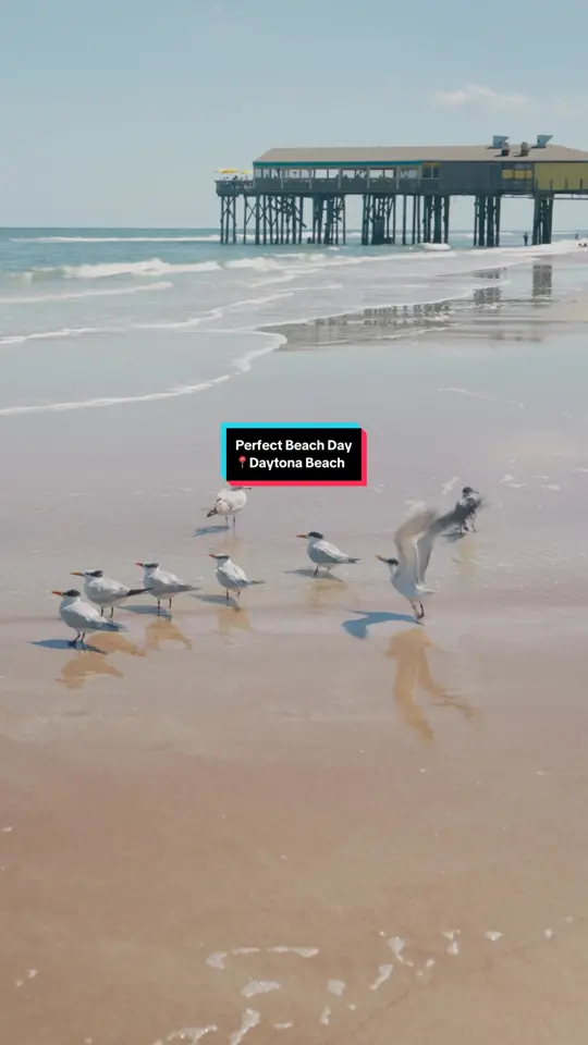 Crabby’s Oceanside in Daytona Beach showing food, calamari / food, shrimp and grits / food, key lime chicken, video by accessatlanta on TikTok