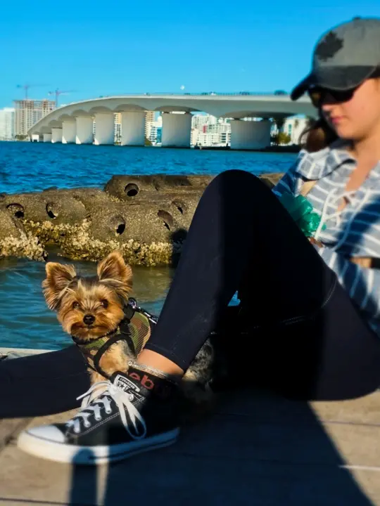 Dog Bar Sarasota in Sarasota showing review, visit, atmosphere, food, brick-oven pizza, drinks, video by thefloridatribe on TikTok