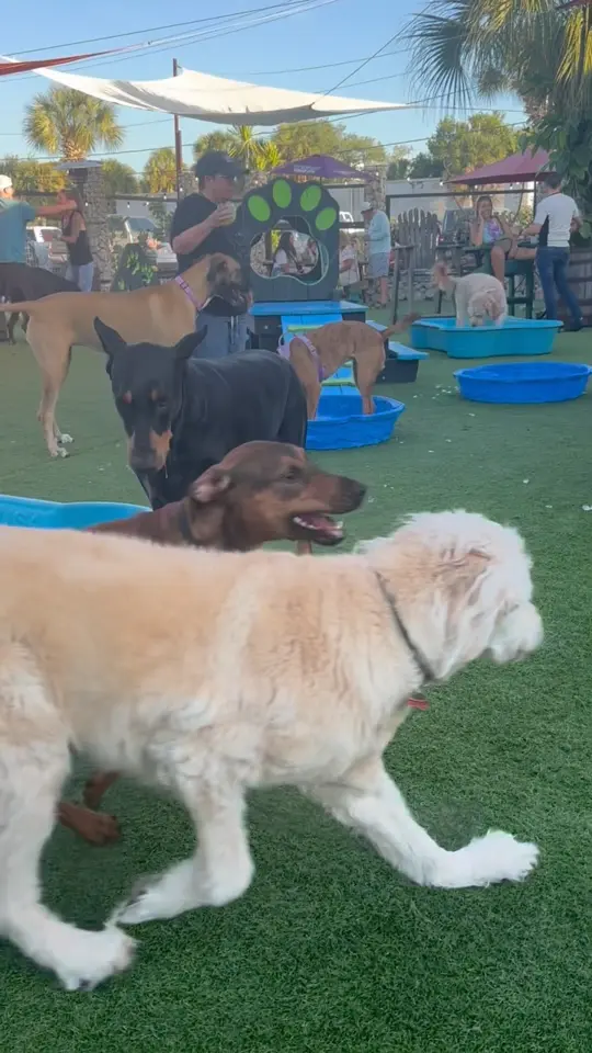 Dog Bar Sarasota in Sarasota showing off-leash play, ice pools, food, drinks, arcade, video by Dog Bar Sarasota on Facebook