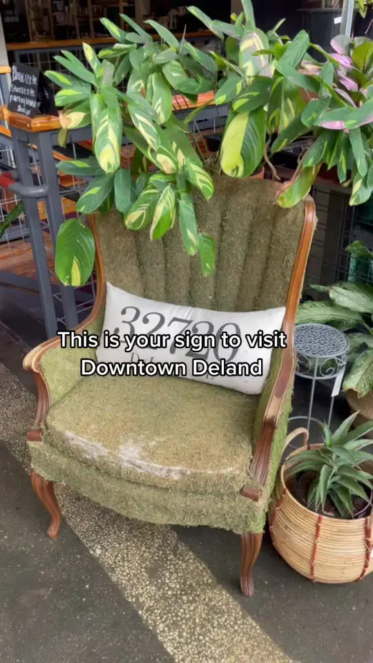 Half Wall DeLand in Deland showing visit, downtown deland, video by sunshineandkeylimeblog on TikTok