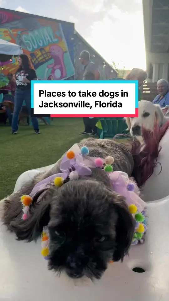  in Florida showing bar, outdoor seating, video by cre8jax on TikTok