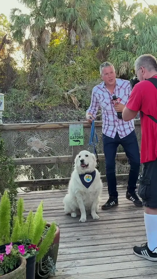 Hernando Beach Tropical Grille in Hernando Beach showing visit, restaurant, video by halothegoldenretriever on TikTok