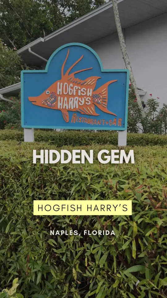 Hogfish Harrys in Naples showing review, sizzle dining lunch menu, fried green tomatoes, fish tacos, video by swflguide on TikTok
