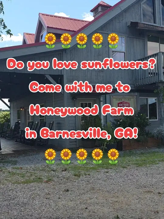 Honeywood Farms in Barnesville showing farm visit, sunflower fields, café, ice cream, video by the_dandi_decorator on TikTok
