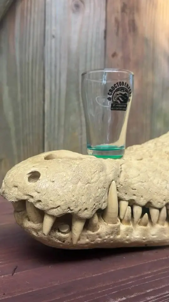 Hornski's Brewing Co. in St. Augustine showing event, brew-at-the-zoo, croctoberfest 2026, beverage, alcatraz brewing company, beverage, first magnitude brewing company, beverage, grace note, video by staugalligatorfarmzoo on TikTok