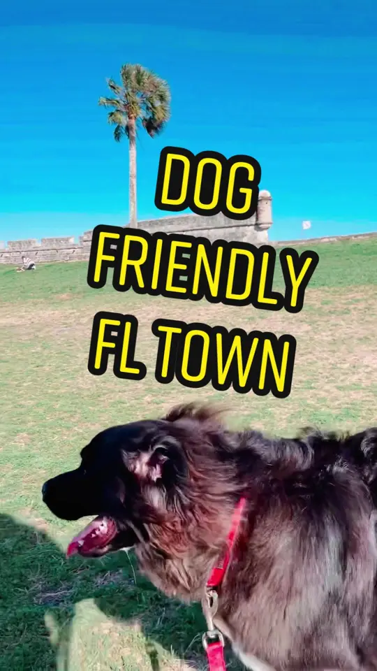  in Florida showing dog friendly travel, beach visit, video by floridawithfive on TikTok