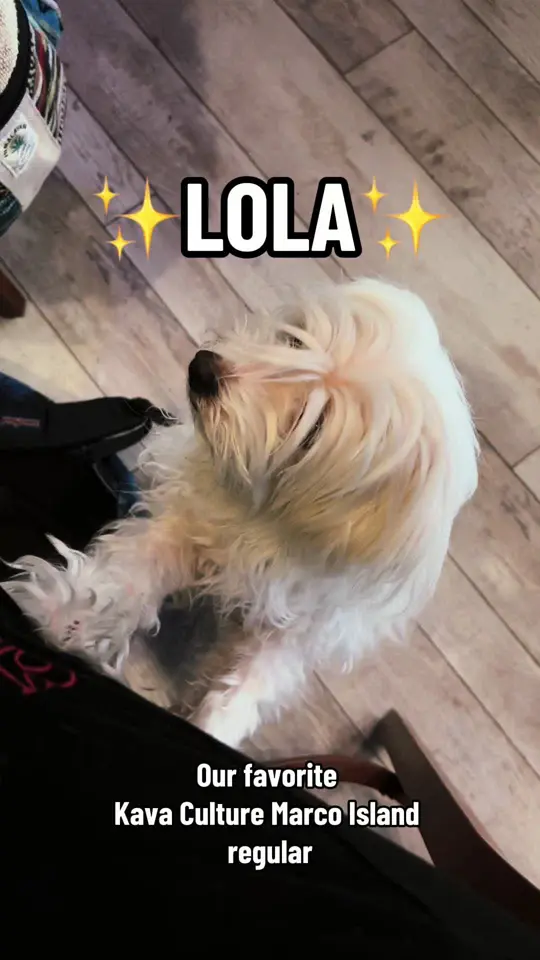 Kava Culture Clearwater in Clearwater showing kava bar, nonalcoholic drinks, dog friendly atmosphere, video by kavaculturemarco on TikTok