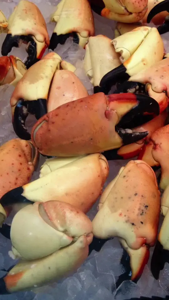 Key Largo Fisheries Backyard Cafe in Key Largo showing visit, review, food, stone crab claws, backyard cafe, video by the_key_largo_dude on TikTok