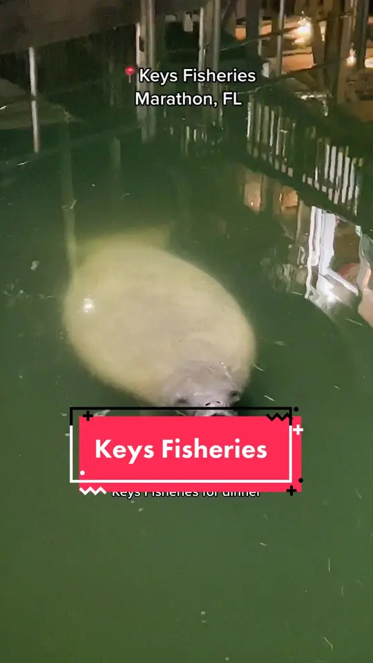Keys Fisheries in Marathon showing review, visit, seafood, video by melissa_diep on TikTok
