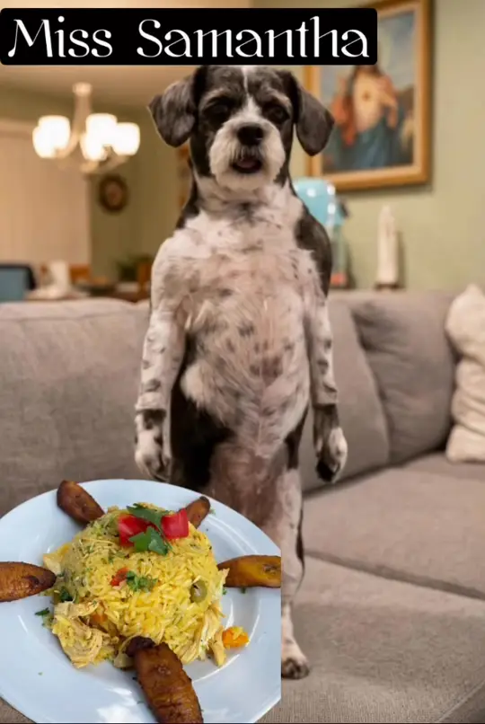 Lazaro's Cuban Cuisine in Roswell showing arroz con pollo, video by Lazaro's Cuban Cuisine on Facebook