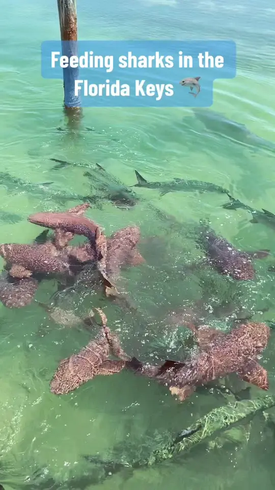 Lazy Days Restaurant in Islamorada showing waterfront dining, feeding sharks, feeding tarpon, video by sunshinestateinsider on TikTok