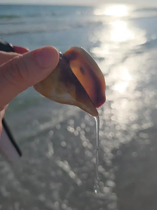 Lido Beach Grille on TikTok, video by ruthiev94