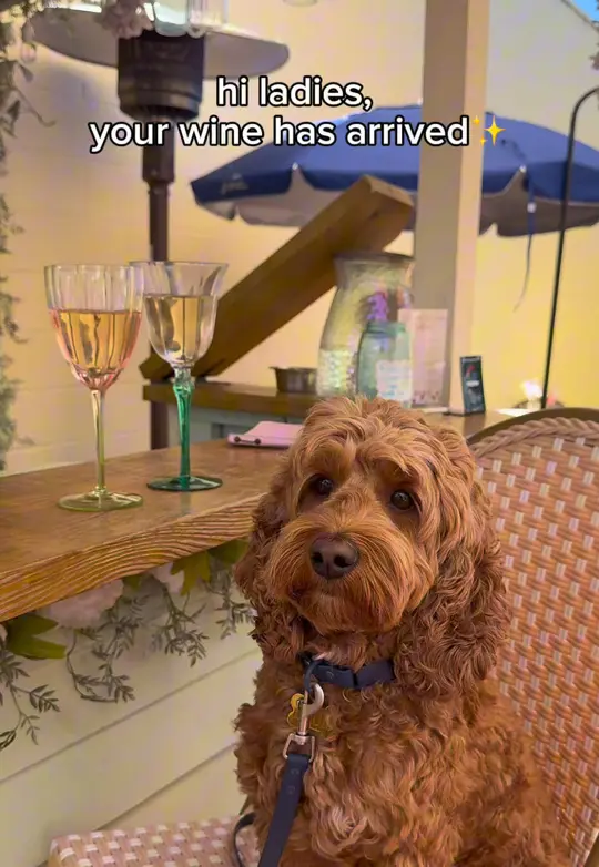 Little Louies Italian Kitchen in Miami showing wine, white wine, cocktail, video by little.louis.life on TikTok