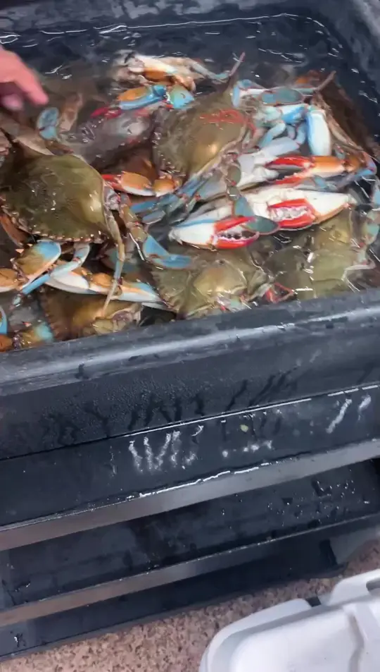 Loyd Have Mercy Restaurant in Titusville showing food, blue crabs, video by Loyd Have Mercy Restaurant on Facebook